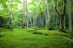 картинки пейзажи,японский лес