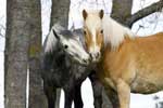 Картинки животные,пара лошадей