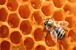 Картинки животные,пчела