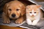 Картинки животные,котенок и щенок