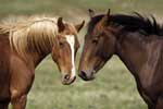 Картинки животные,пара лошадей