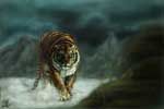 Картинки кошки,тигр