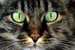 Картинки кошки,кот глаза зеленые