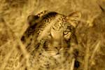 Картинки кошки,леопард саванна