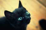 Картинки кошки,черный маленький голубоглазый