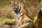Картинки кошки,сибирские тигры