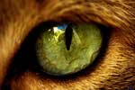 картинка глаза кота