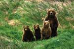 Картинки и фото медведи