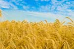 картинки природа,пшеничные поля