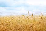 картинки природа,колосья пшеница