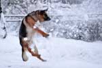 картинки собаки,розстрел снежками зимьние забавы