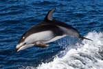 красивые картинки с дельфинами