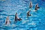 дельфины картинки на рабочий