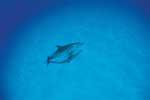 дельфины из воды картинки