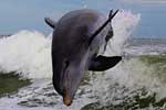 очень красивые дельфины картинки