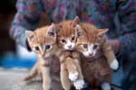 три котенка картинки