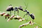 фото картинки муравьев
