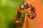 смешные картинки муравьев
