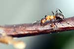 картинки про муравьев
