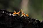 прикольные картинки муравьев