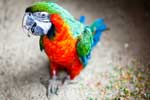 картинки животных попугаев