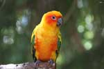 красивые картинки попугаев