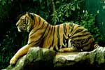картинки на телефон тигры