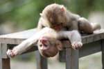 Фото обезьян прикольные
