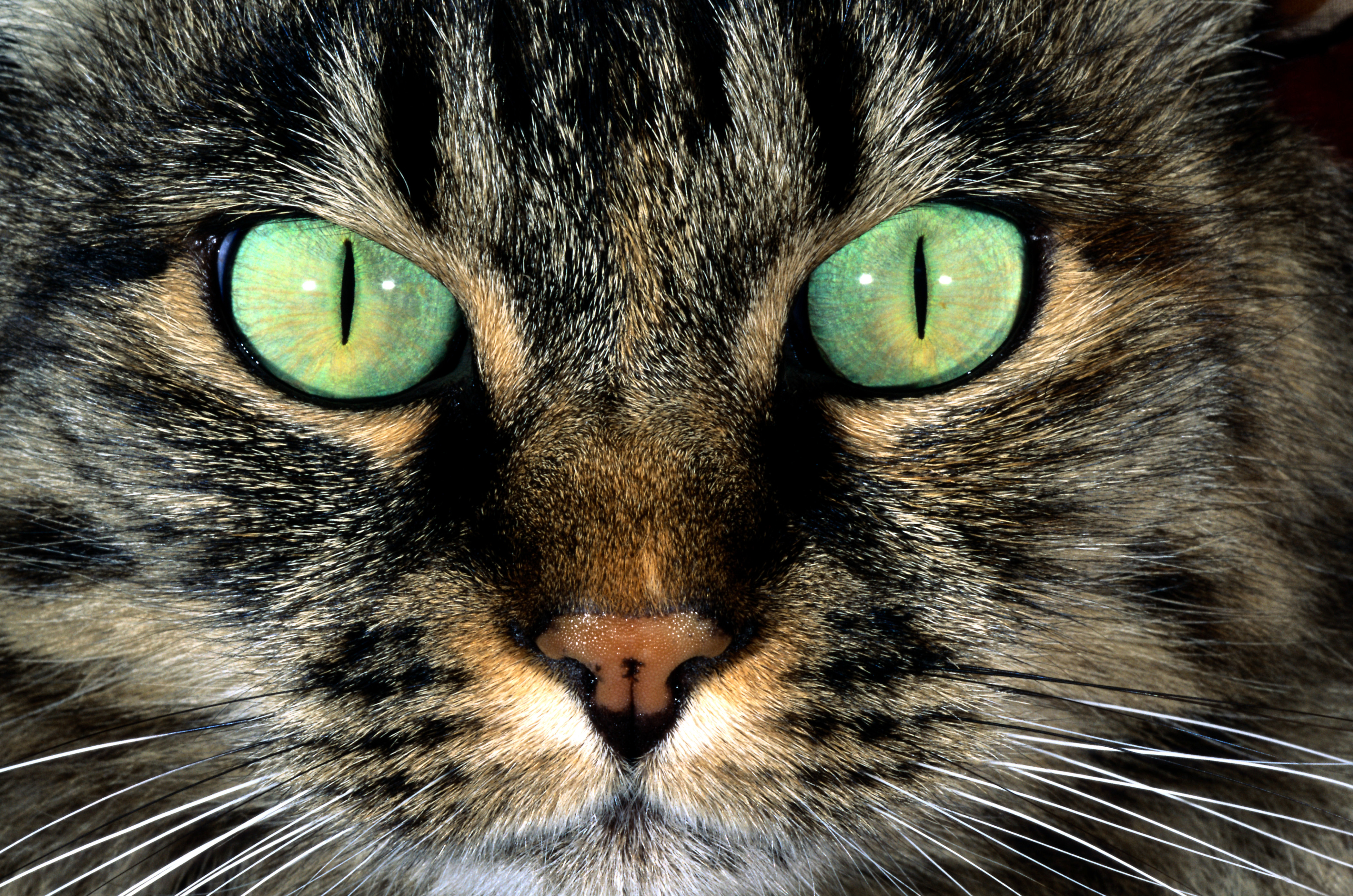 Кошачий. Кошачий глаз. Морда кота. Кошачья мордочка. Зрачок кошки.