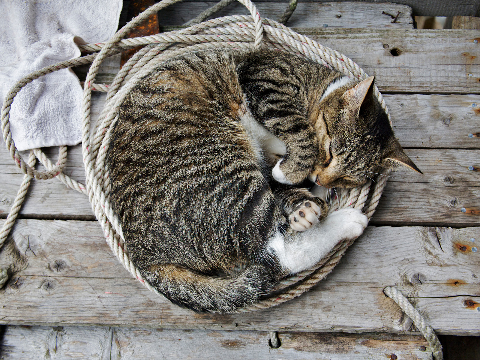 Почему животные спят свернувшись в клубок. Спящие кошки. Кошка клубочком. Котенок с клубочком.