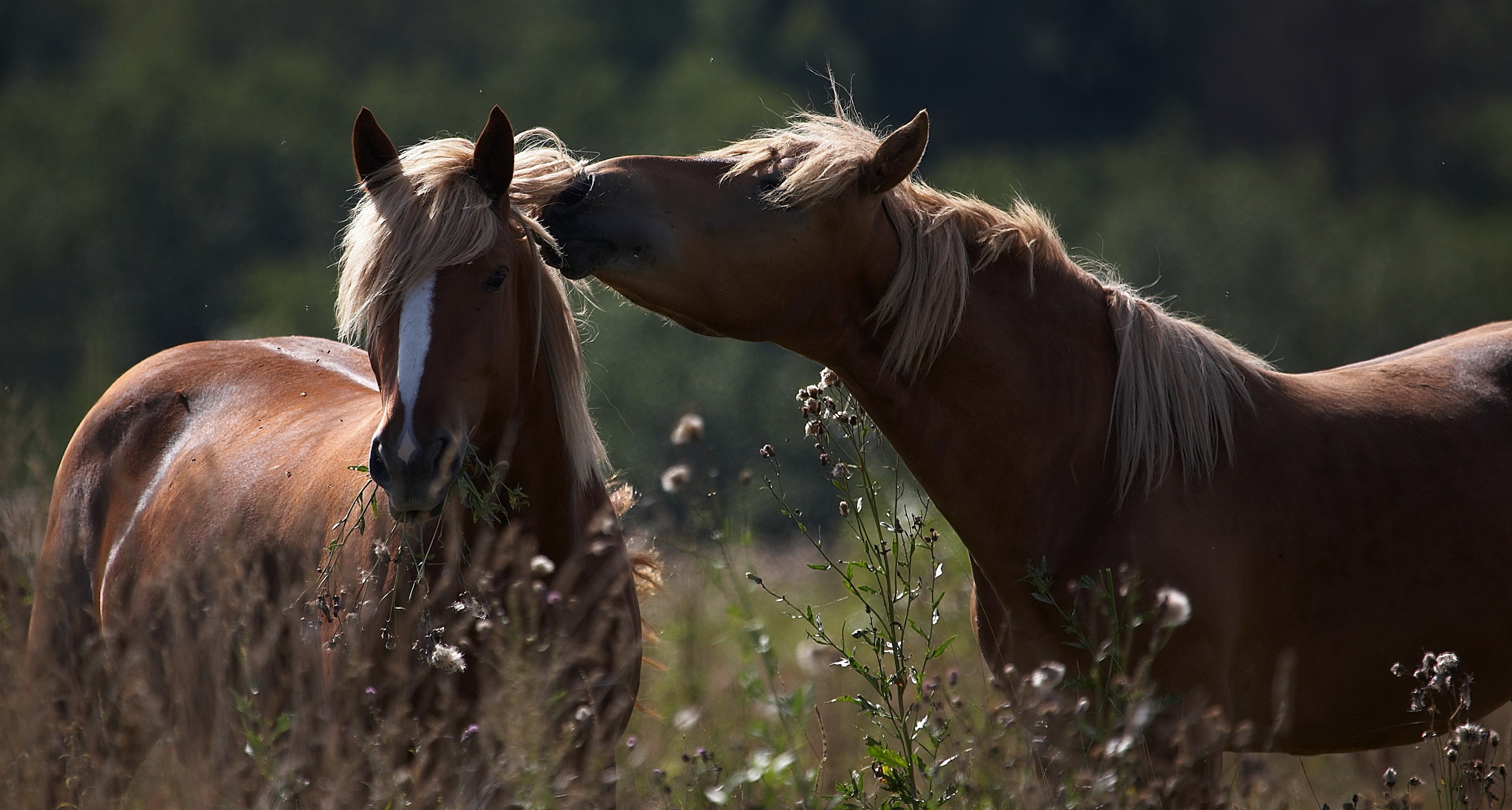 Картинки лошадей на заставку. Обои лошади. Пара лошадей. Красивые лошади. Красивые лошади на природе.