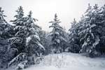 картинки природа,зима лес снег деревья