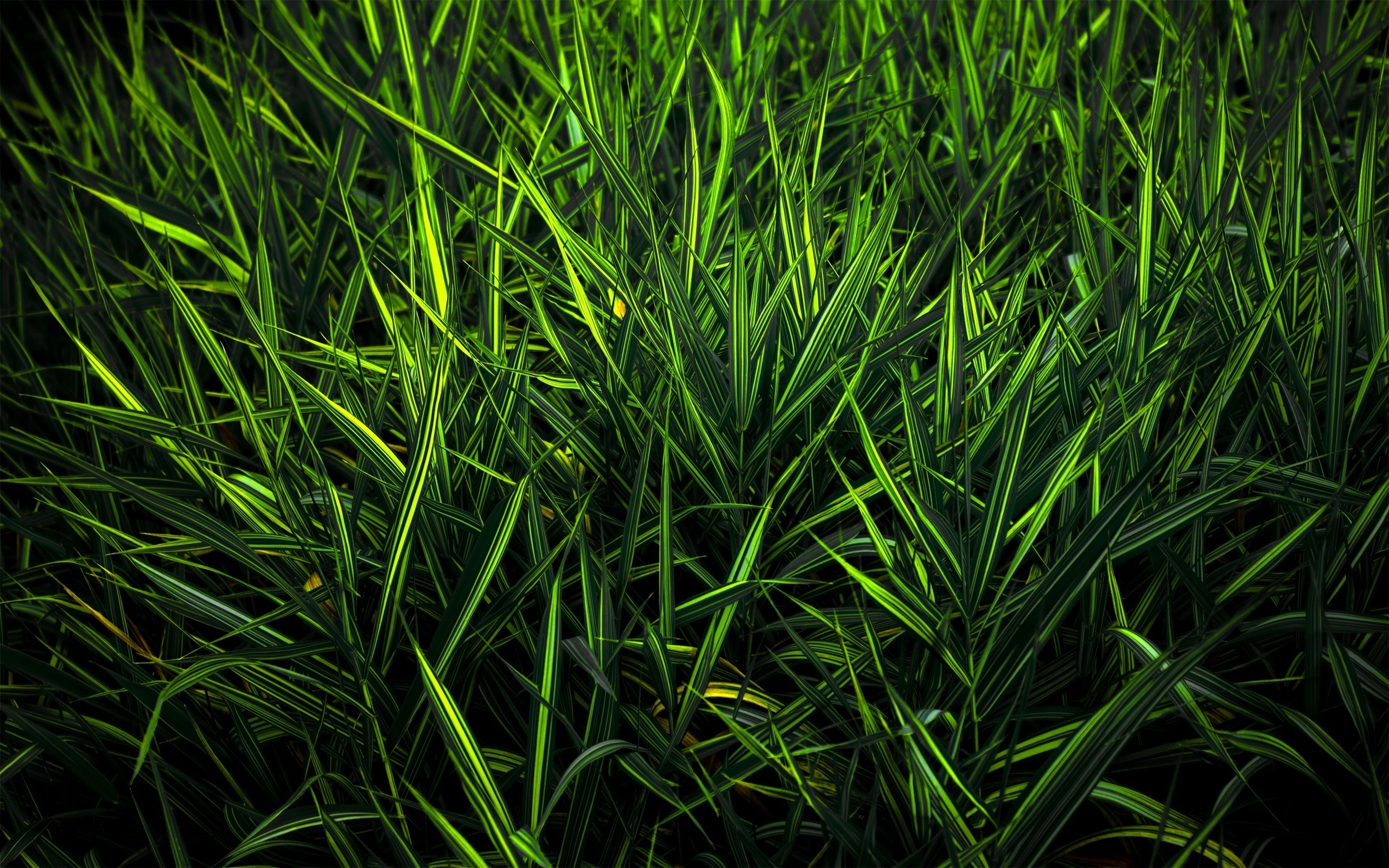 Tema. Зелень. Зелень трава. Зелёные растения. Трава фон.