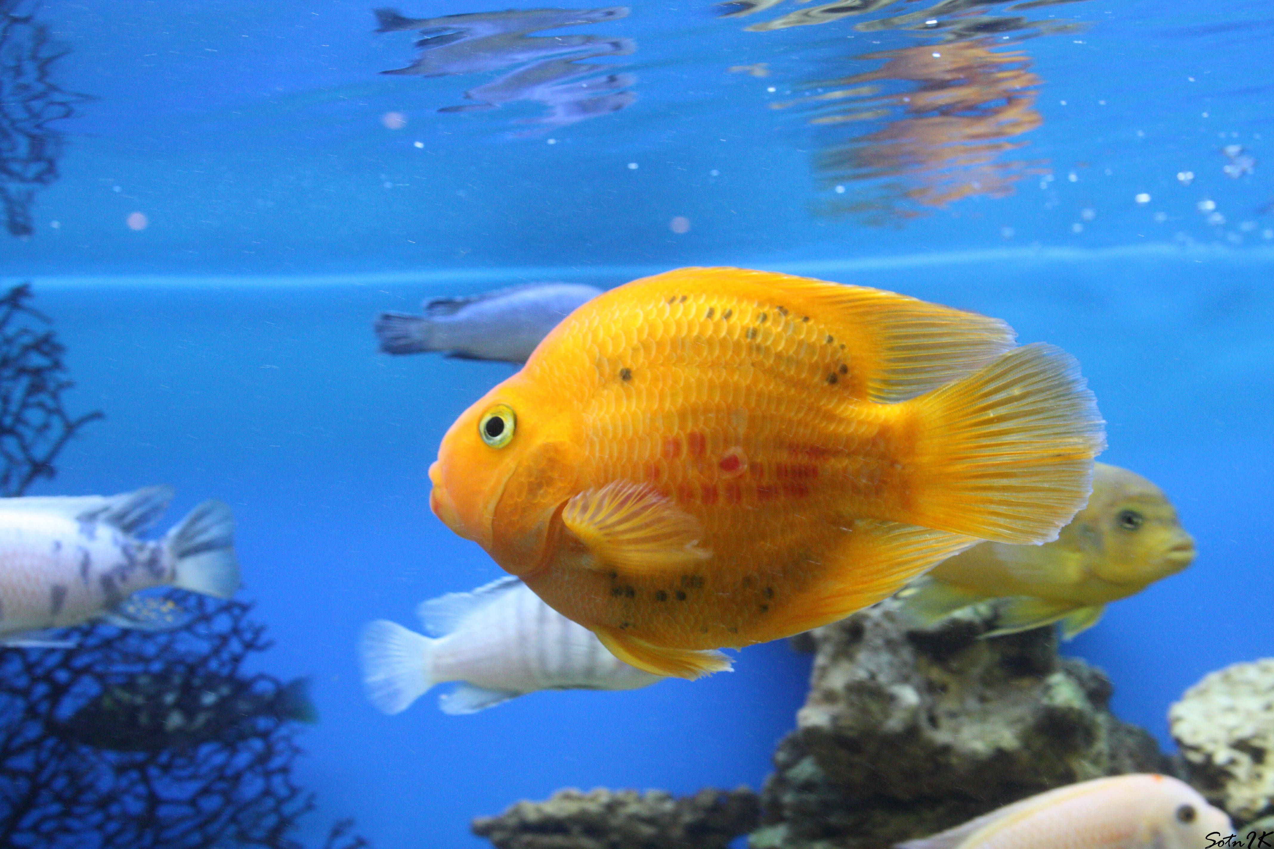 Рыбки аквариум обои. Еллоу рыбка аквариумная. Рифовый попугай аквариумная рыбка. Цихлида золотой попугай. Аквариумная рыбка Апельсинка.