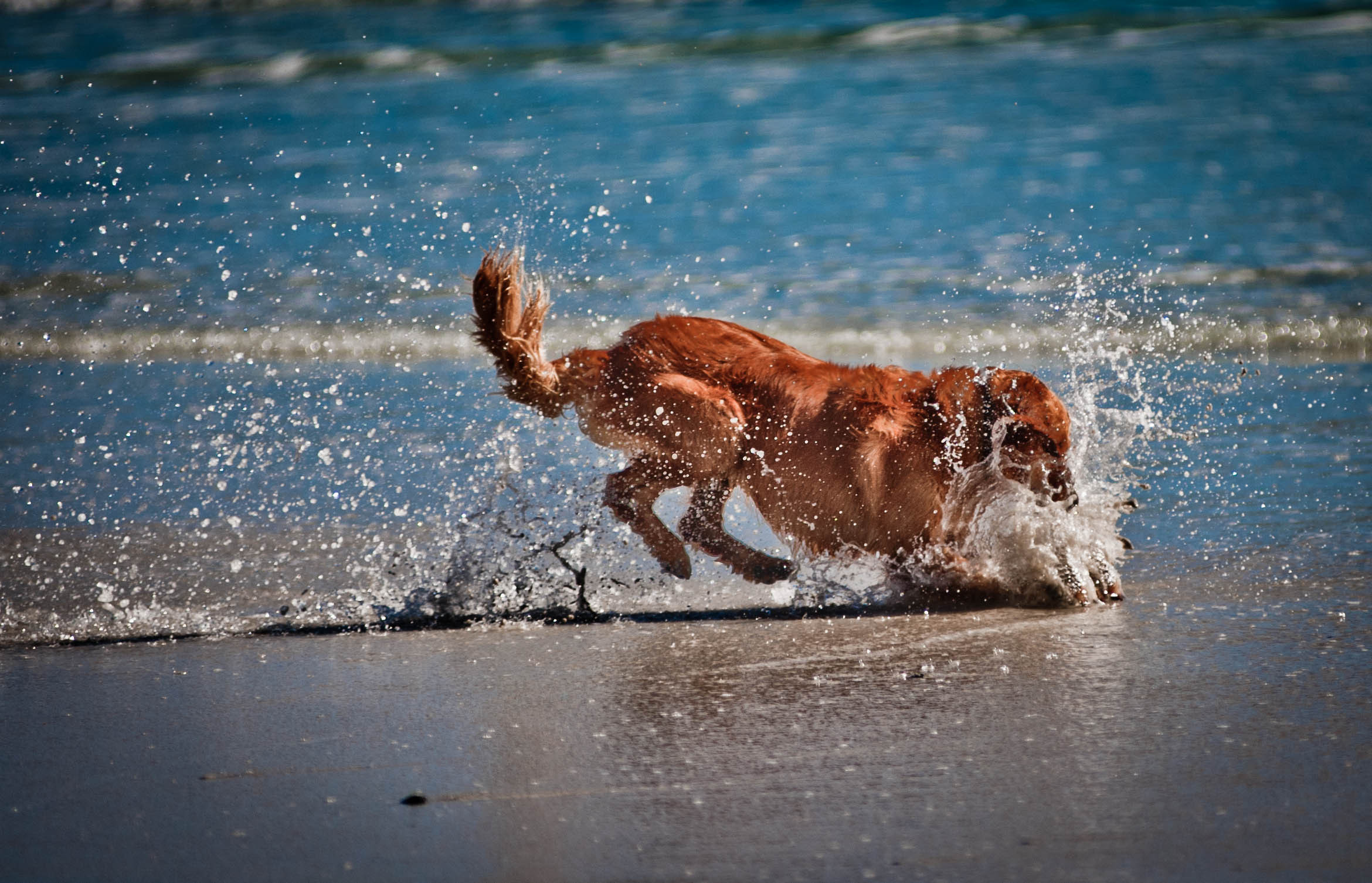 Собака бегает по кругу. Собака на море. Собака в воде. Собака бежит по воде. Собака плавает в море.