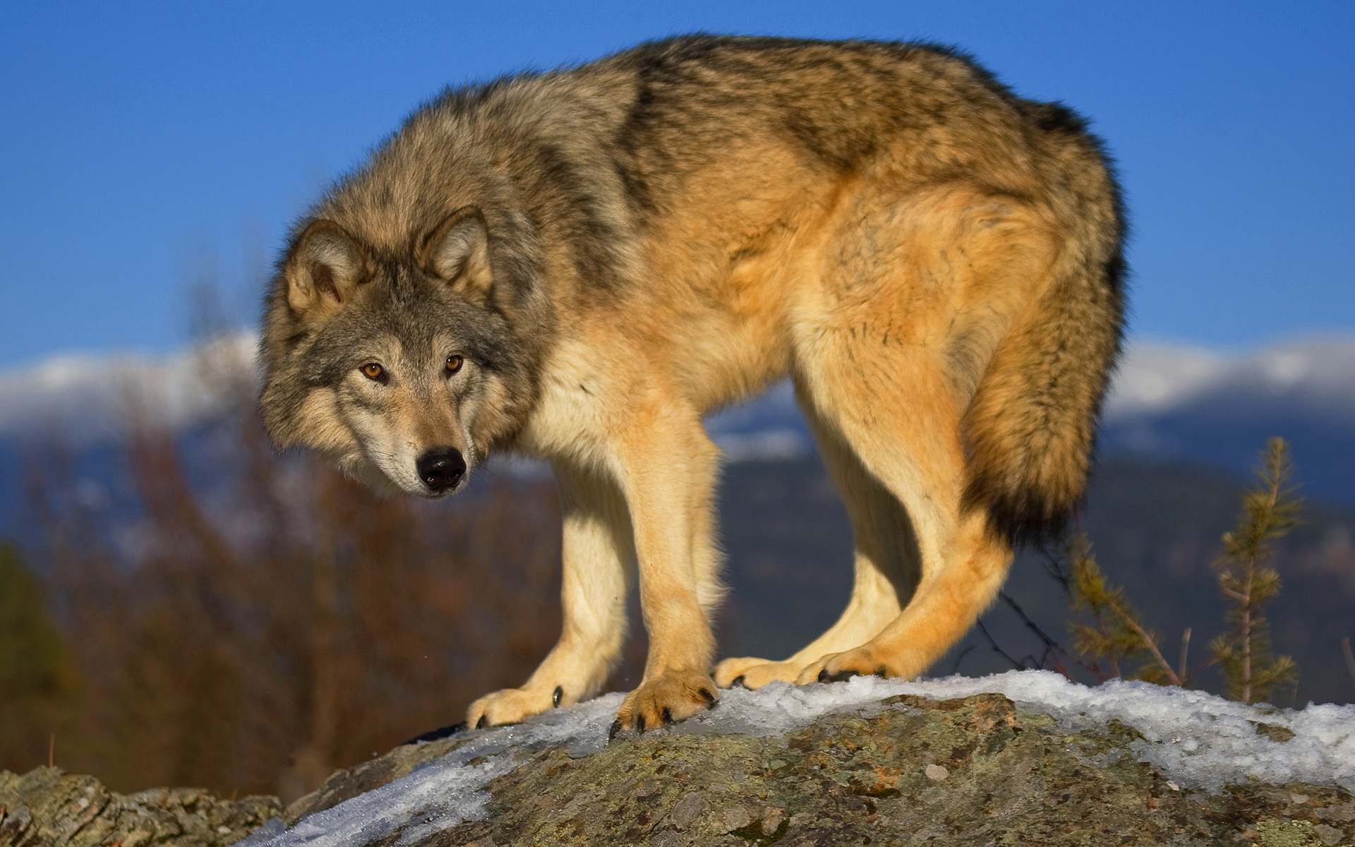 Волк точка ру