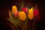 тюльпаны фото цветов