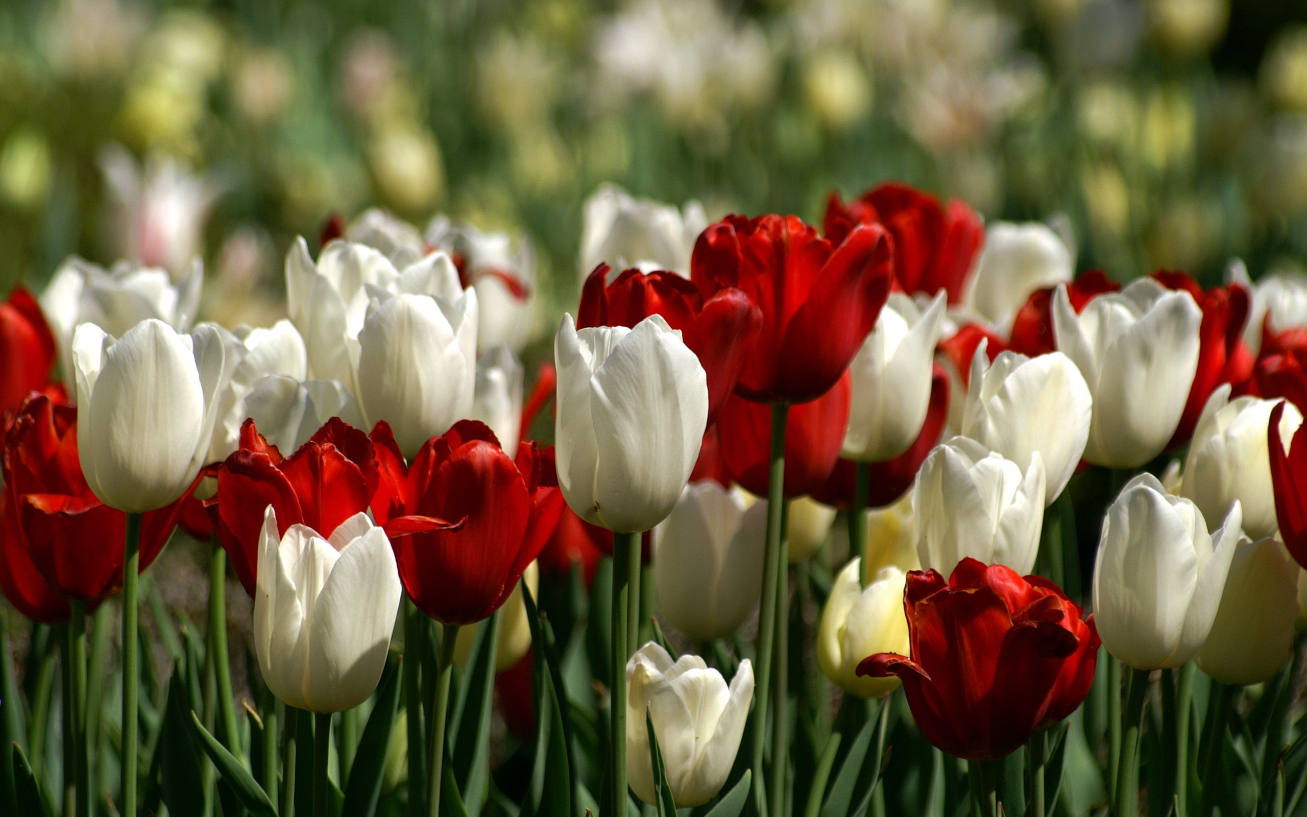Обои на телефон красивые тюльпаны. Ред Вайт тюльпан. Тюльпан Tulipa.