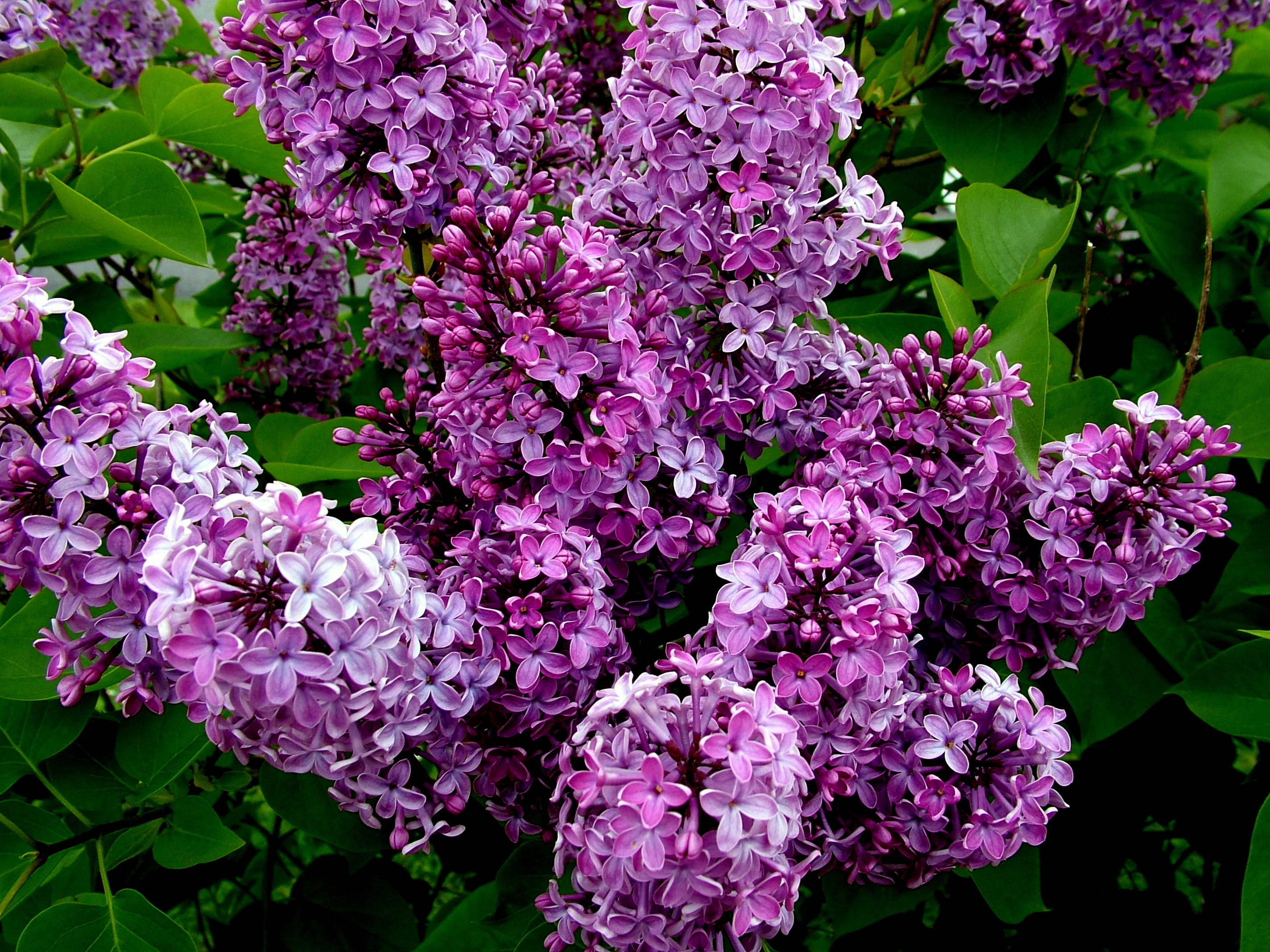 Самые красивые картинки сирень