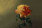 картинки цветы,живопись роза