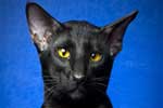 черная кошка фото картинки