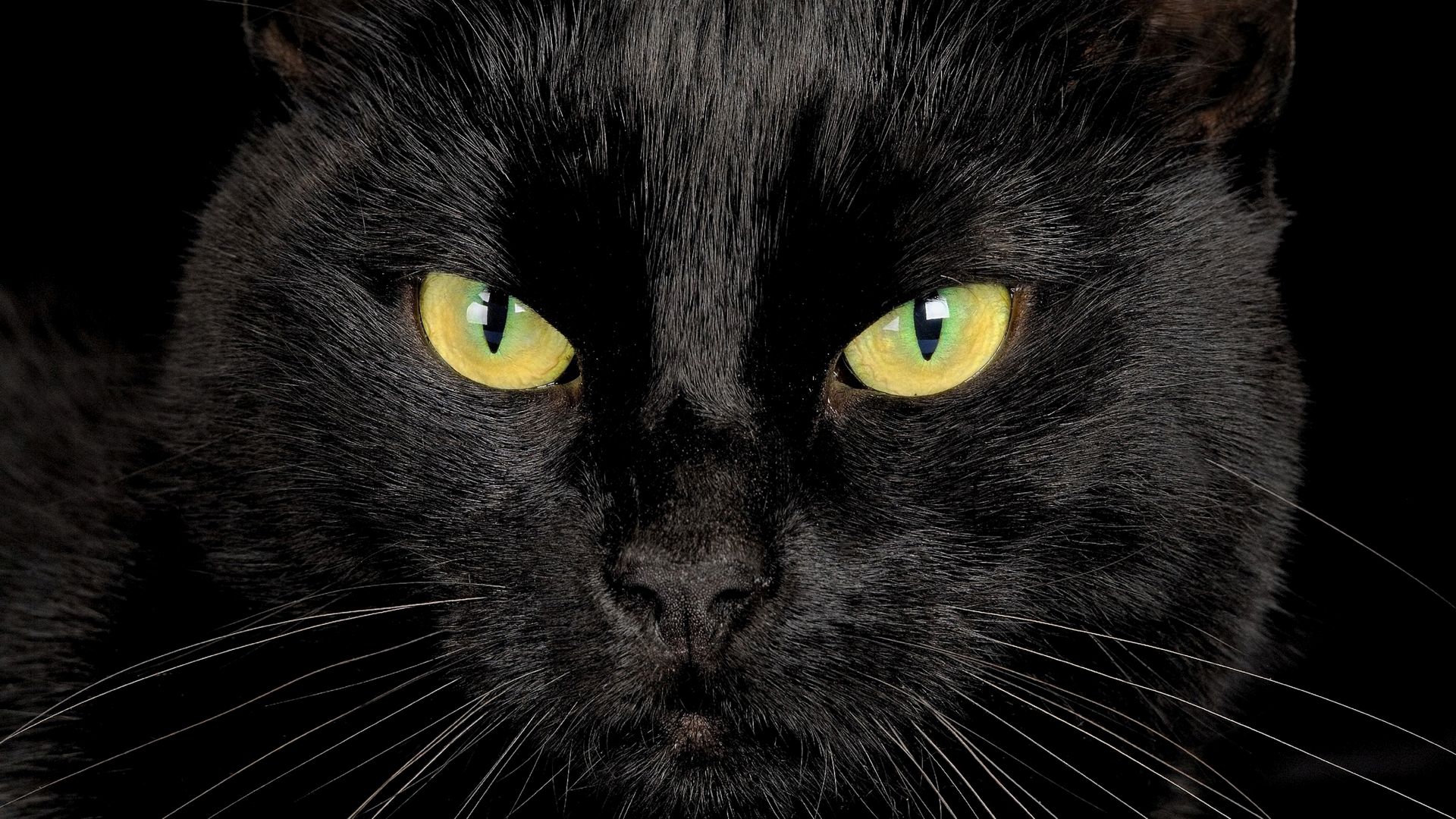 Черные кошки 8. Чёрный кот. Черные коты. Черный кот картинки. Черная кошка анфас.