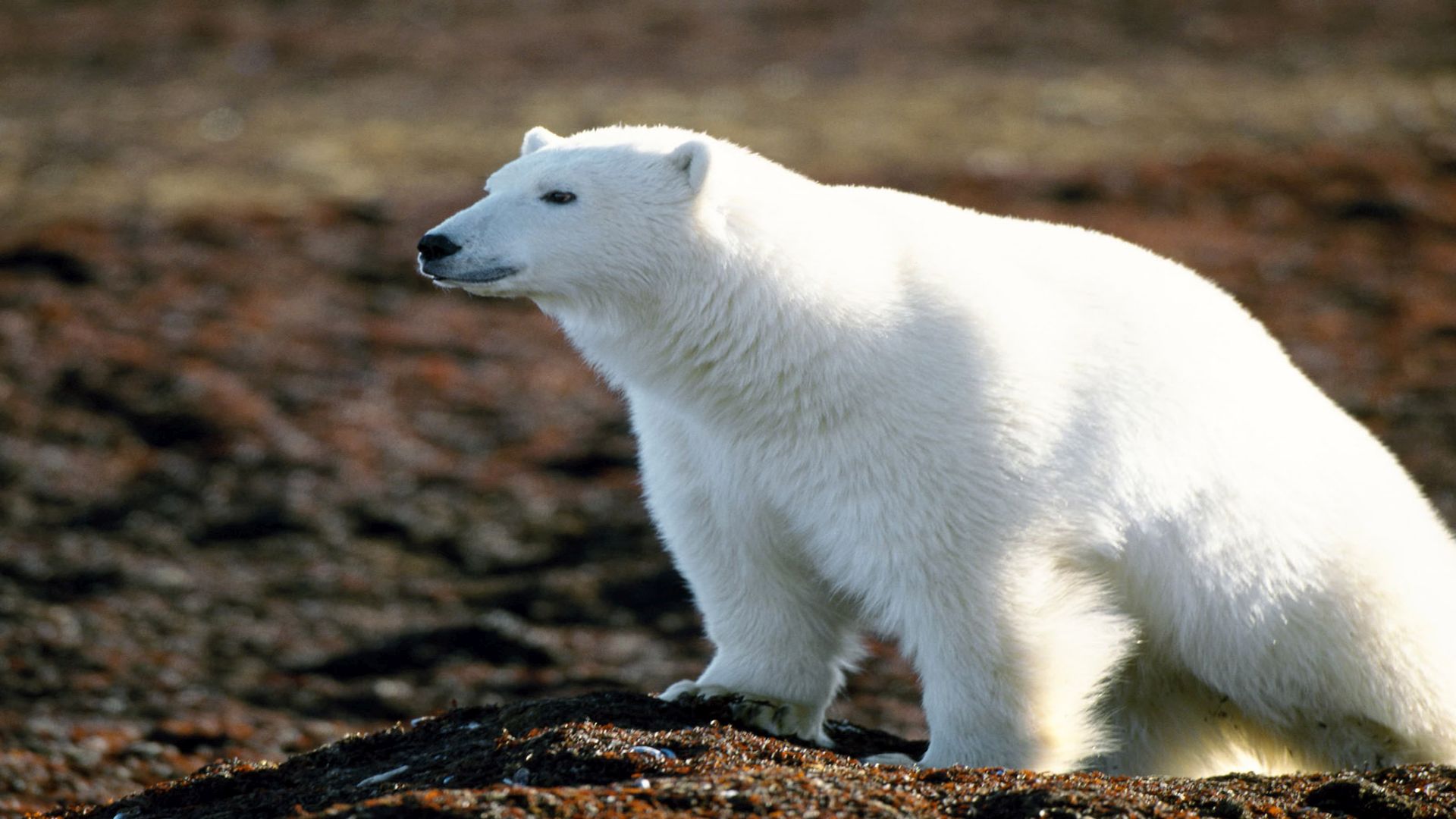 Америка белые медведи. Белый медведь Ursus maritimus. Белый медведь в Северной Америке. Белый медведь альбинос. Полярный медведь альбинос.