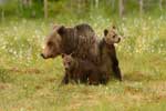 бурый медведь детям
