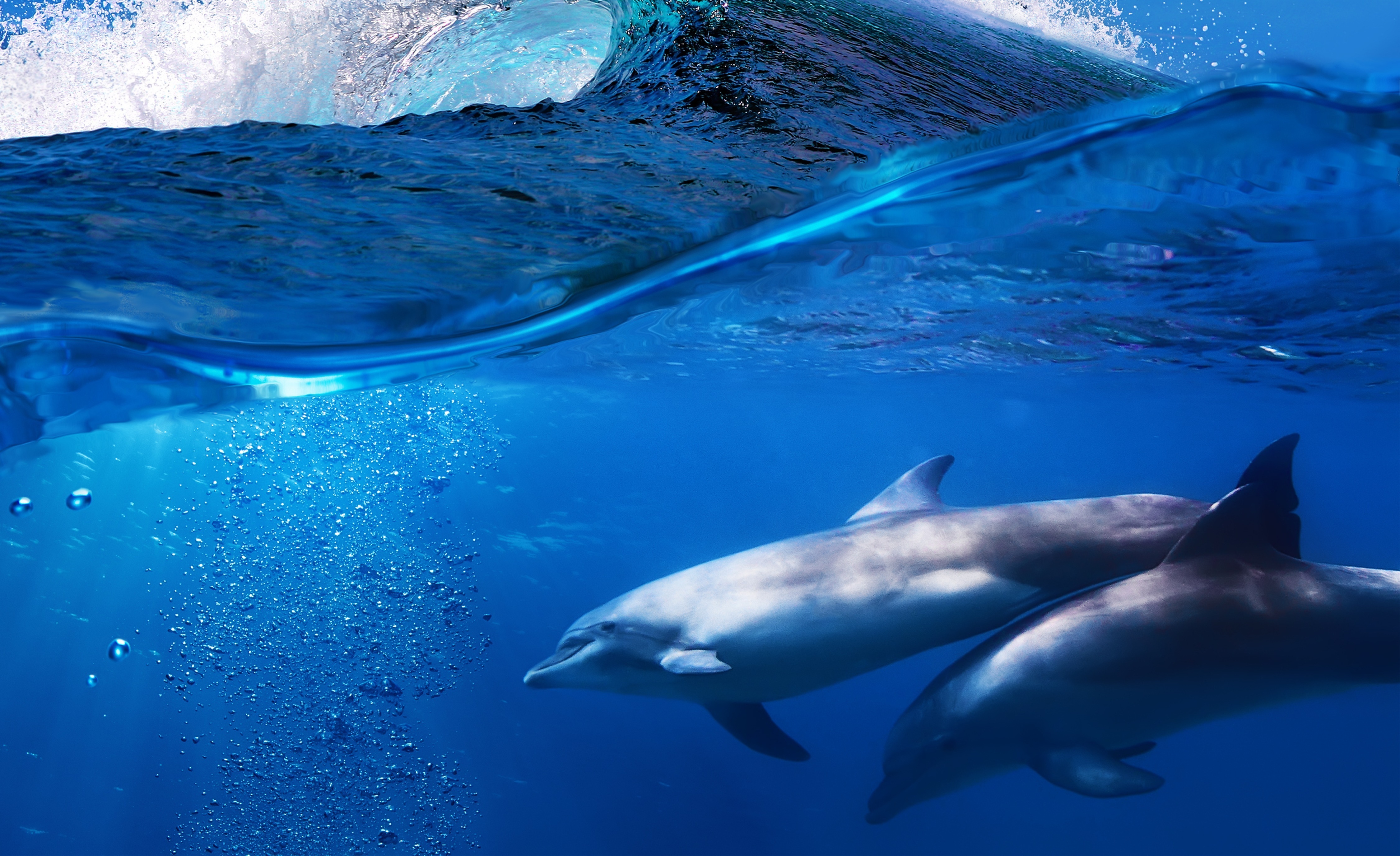 Живая природа дельфины. Дельфины Атлантического океана. Дельфины ббс\. Дельфины в море. Дельфин в море.