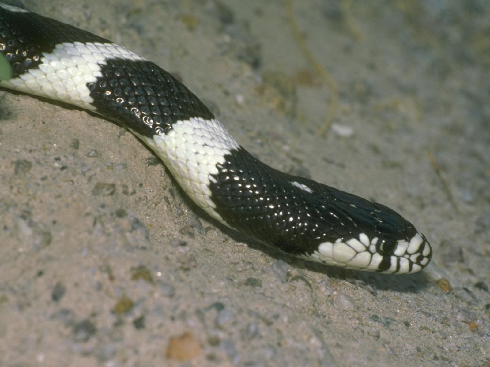 Черная змея на голове пятна. Калифорнийская Королевская змея. Колхидский уж. Калифорнийская Королевская змея черная. Белая гадюка.