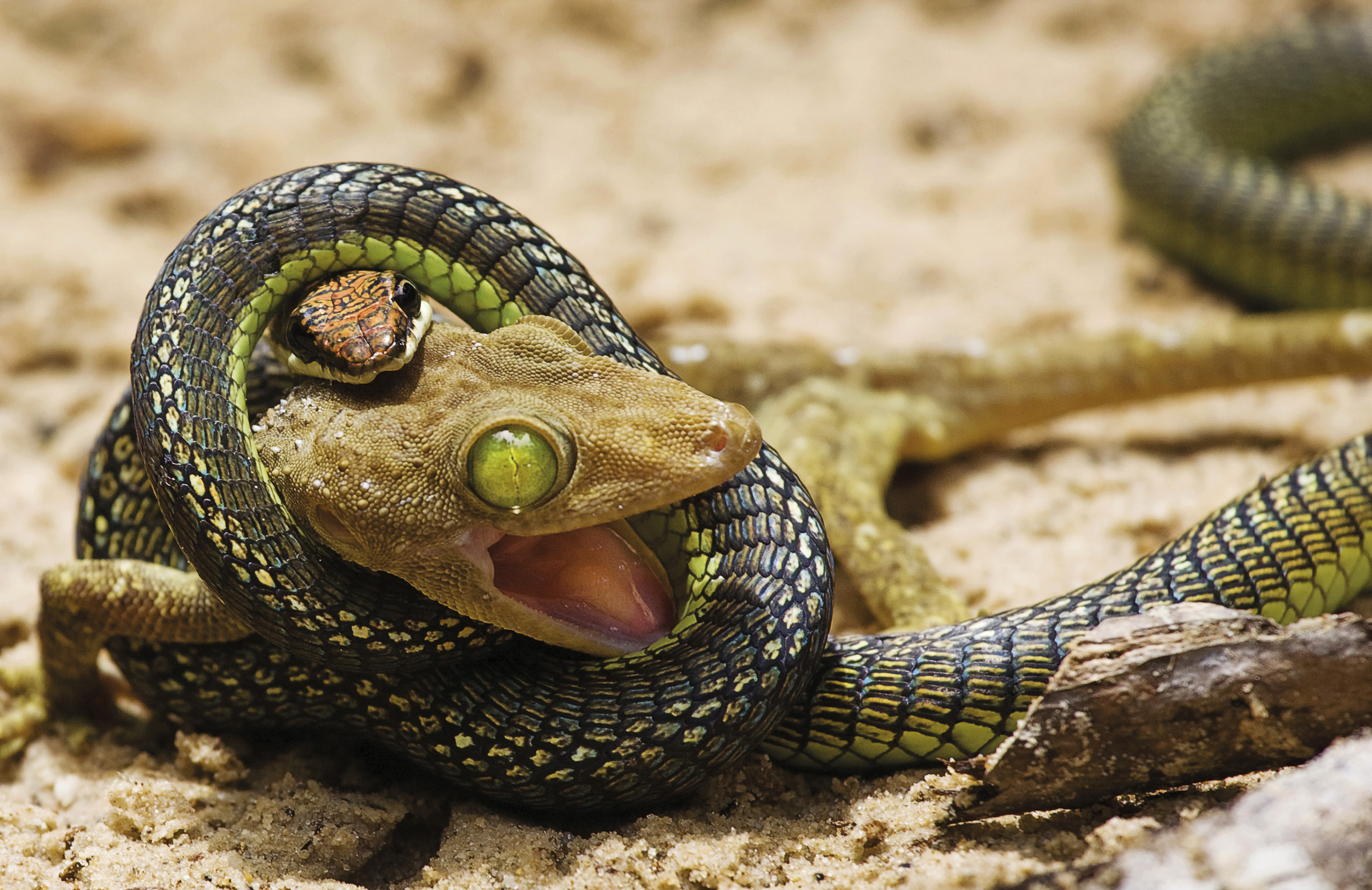 Травоядные змеи. Желтопузик ящерица или змея. Пресмыкающее полоз. Пресмыкающиеся змея. Тритон змея.
