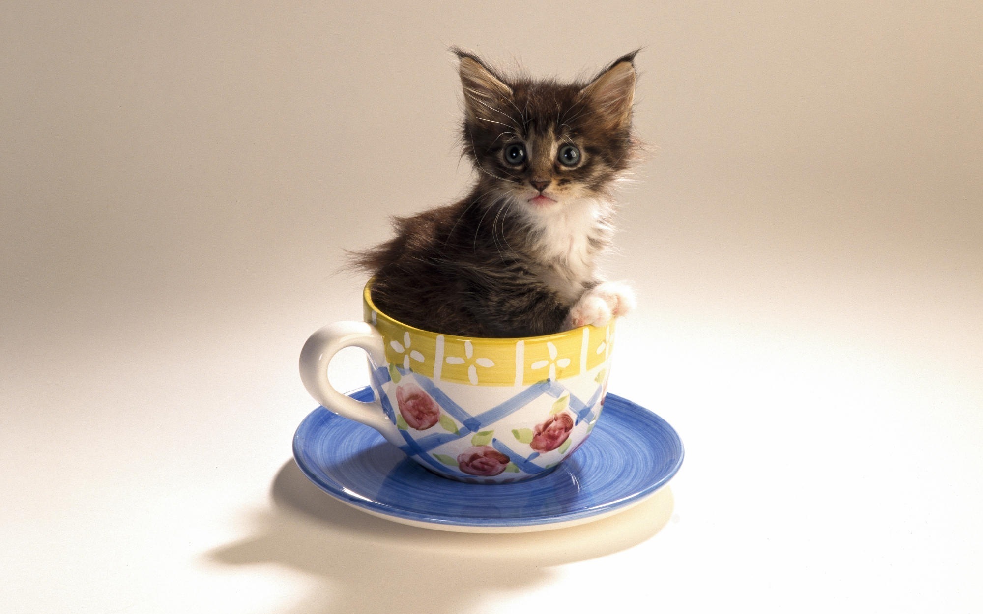 Доброе утро картинки красивые котята. Чашка с кошкой. Котик в чашке. Доброе утро с кошками. Милые котята в чашке.