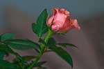картинка розы фон