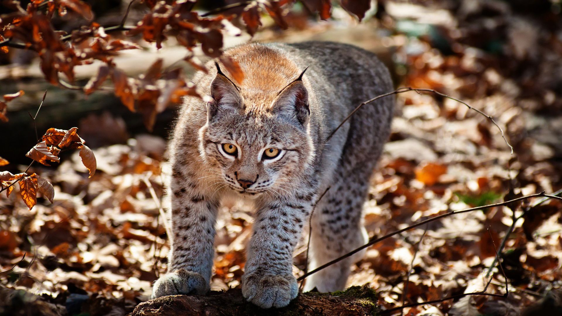 Рысь 18. Рысь Лесная кошка. Рысь (Lynx Lynx) в дикой природе. Красивые звери. Рысь осенью.
